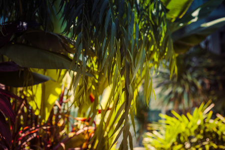 Green bushes as natural background image, green leaves with morn. light sunshine rays.の写真素材