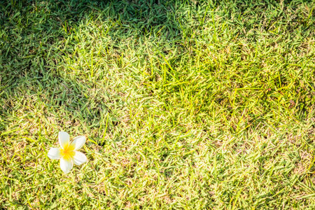Plumeria on green grass. Plumeria flower on green grass.の写真素材