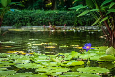 Tropical pond and palm trees. Tropical pond is surrounded by lush vegetation including palm trees and fragrant flowers.の写真素材