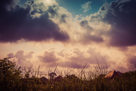 Sunset landscape with a plain wild grass field and a forest on backgroundの写真素材
