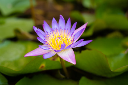 Pink Lotus Blossoms Or Water Lily Flowers Blooming On Pond.の写真素材