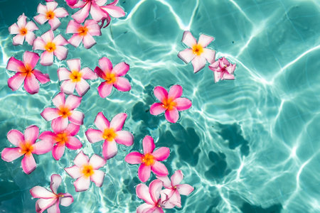 frangipani flower floating in clear blue water, with copy space.の写真素材