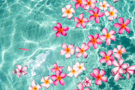 frangipani flower floating in clear blue water, with copy space.の写真素材