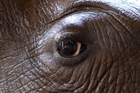 Eye Rhino. Texture. Concept of animals in the zoo. Pattaya Zoo, Thailandの写真素材