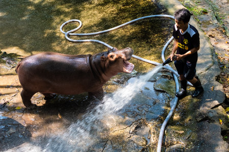 Pattaya, Thailand - May 14, 2019: The Hippopotamus In The Zoo.のeditorial素材
