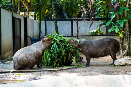 Capybara largest rodent in the world. Capybara sitting on green grass.の写真素材