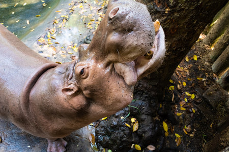 Pattaya, Thailand - May 14, 2019: The Hippopotamus In The Zoo.の写真素材