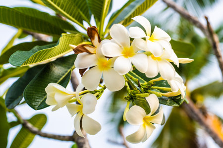 Tropical flower frangipani plumeria, Leelawadee grows on a treeの写真素材