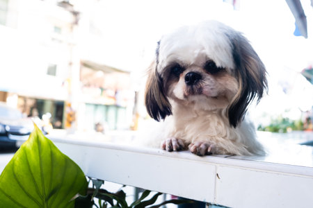 cute white maltese dog lies on the balcony and watches.の写真素材