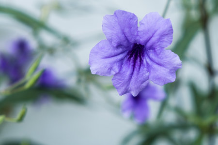 Growing Flower platycodon bell on white wall backgroundの写真素材