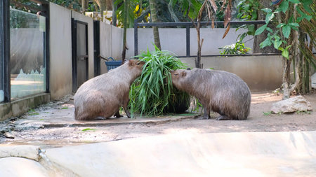 Capybara largest rodent in the world. Capybara sitting on green grass.の写真素材