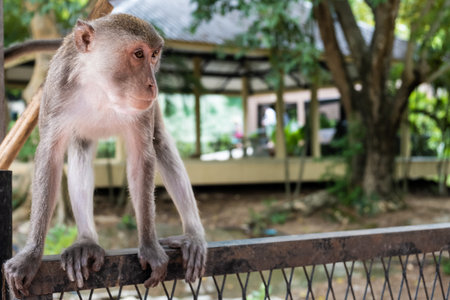Monkey. The concept of animals in the zoo.の写真素材