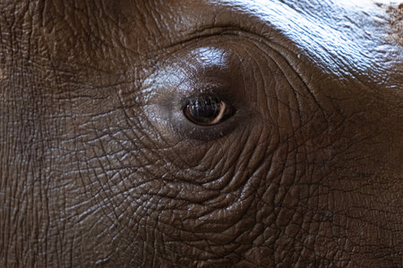 Eye Rhino. Texture. Concept of animals in the zooの写真素材