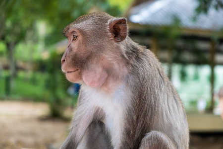 Monkey. The concept of animals in the zoo.の写真素材