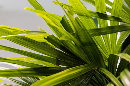 toned palm leaves. Summer background sunny toned palm leaves.の写真素材