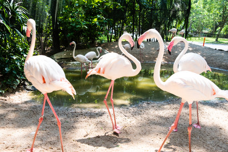 flamingo birds in a zoo. Concept of animals in the zoo.の写真素材