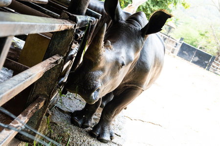 rhino or southern square rhino. Concept of animals in the zoo.の写真素材