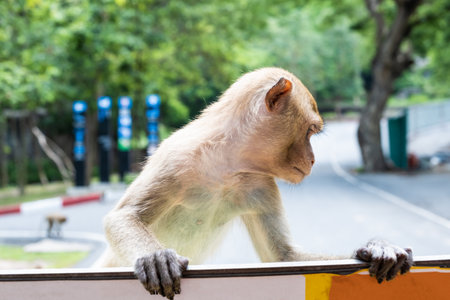 Monkey. The concept of animals in the zoo.の写真素材