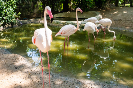 flamingo birds in a zoo. Concept of animals in the zooの写真素材