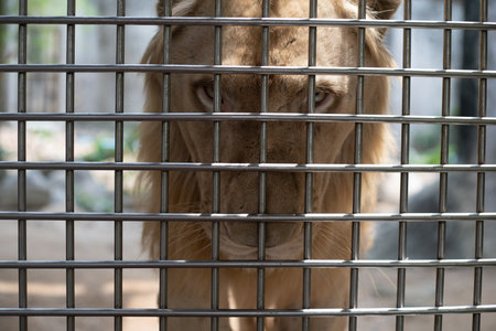 The sad face of a lion in a cage, the concept of imprisonment, animal mockeryの写真素材
