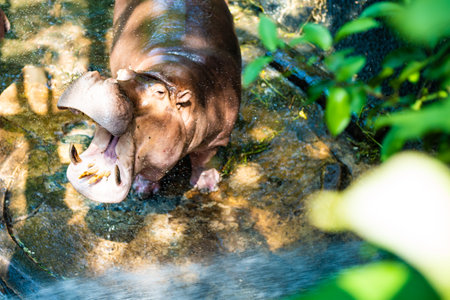 The Hippopotamus stay and wait a foodの写真素材