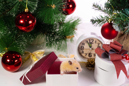White rat crawls in the New Year decorations, Christmas trees toys, balls. Symbol of the new 2020 and 2032.の写真素材