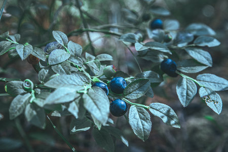 Blueberries on twig with green leaves growing in a wild forestの写真素材