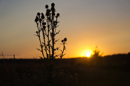 Thistle in the sunset light on the lakeの写真素材
