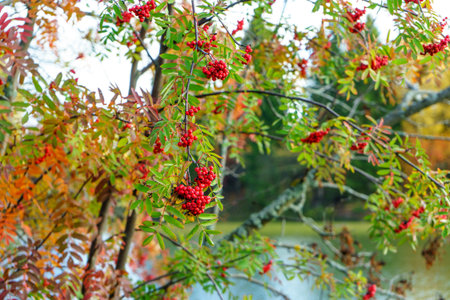 Bunches of ripe mountain ashの写真素材