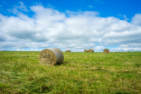 Haylage in a package on a mown field in countryside brightly lit by the sun