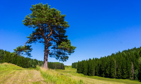 Lonely pine on the field next to the coniferous spruce forest in summer