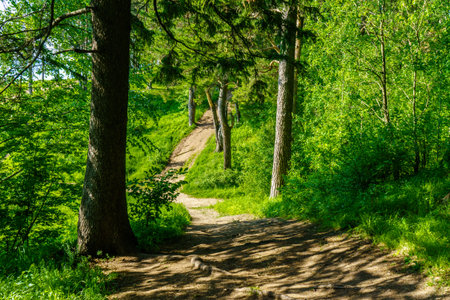 Hiking trail and pine trees in a summer forest. Udmurtia, Russiaの写真素材
