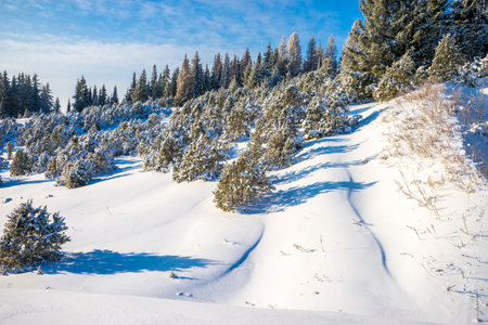 The slope is overgrown with juniper and spruce forest and covered with snow. Bright sunny winter day. Udmurtia, Russiaの写真素材