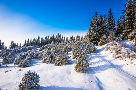 Juniper and spruce growing on the hillside covered with snow. Russia, Udmurtiaの写真素材