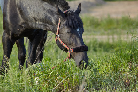 black horseの写真素材