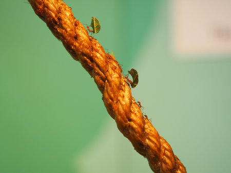 Several Leafcutter ants moving over a rope.の写真素材