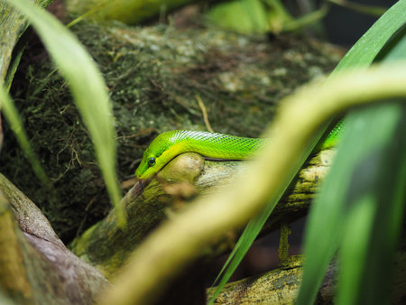 A close up of a Red-tailed green rat snake.