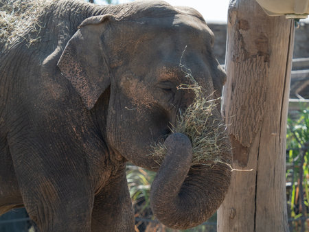 Shot of an Indian elephant eating straw.の写真素材