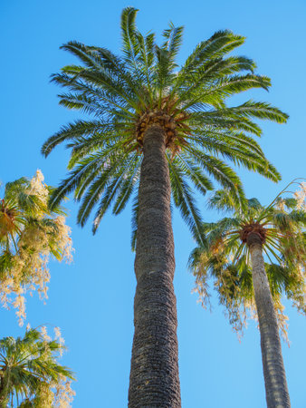 A palm tree.