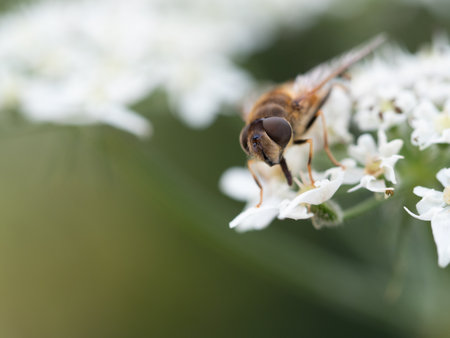 Macro image of a bee on a flower.の写真素材