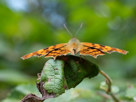 Macro Image of a Polygonia c-album ready for take off.の写真素材