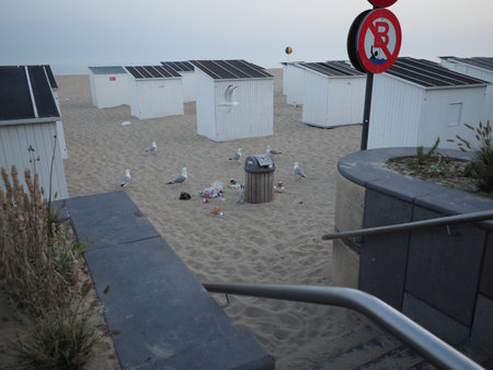 Ostend, Belgium - 7 August 2018: Gulls pick up food from a garbage bin on the beach of Ostend.のeditorial素材