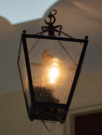 Birds nest in a lantern.