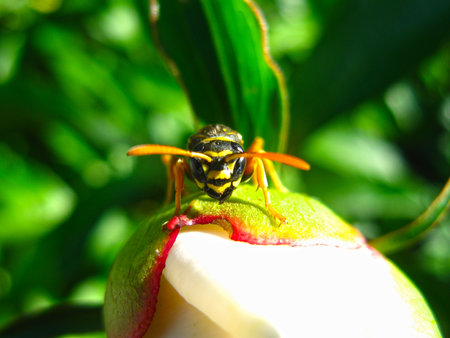 wasp on a flowerの写真素材