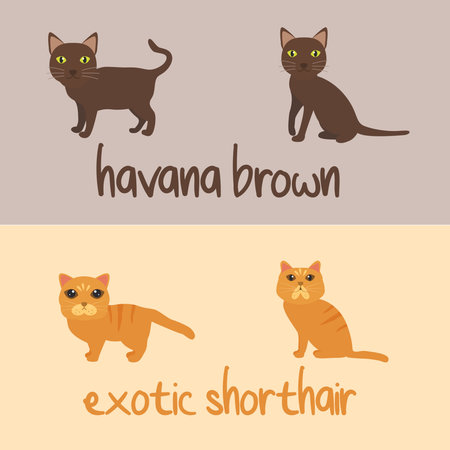 Cute Cat Breeds Cartoon Animal Illustration Type of Havana Brown and Exotic Shorthair To Background or Wallpaperのイラスト素材