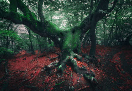 Spooky tree. Mystical dark forest in fog with old tree with big roots covered moss, colorful red and...