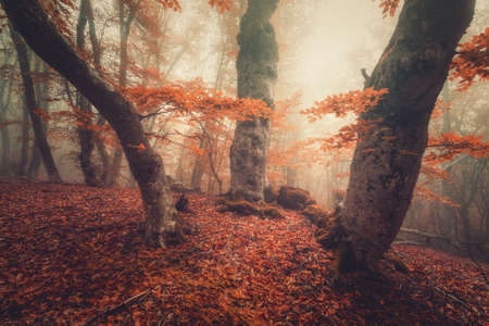 Foggy forest. Fall woods. Mystical autumn forest with trail in yellow fog. Old tree. Beautiful...