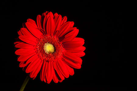  Flower in the black backgroundの写真素材