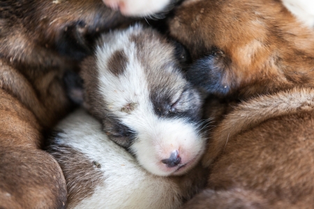 new  born dogs are sleepingの写真素材