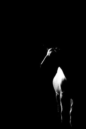 The goat is a mammal belonging to the even-toed ungulates , and within the Bovidae  The word comes from Germanic goat gait - z and is probably related to Latin hÃ¦dus の写真素材